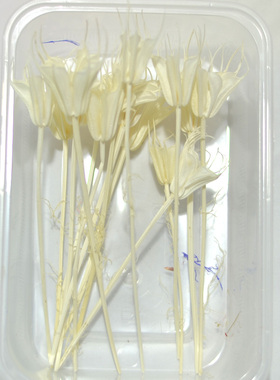 八角花包短枝永生手工材料玻璃罩