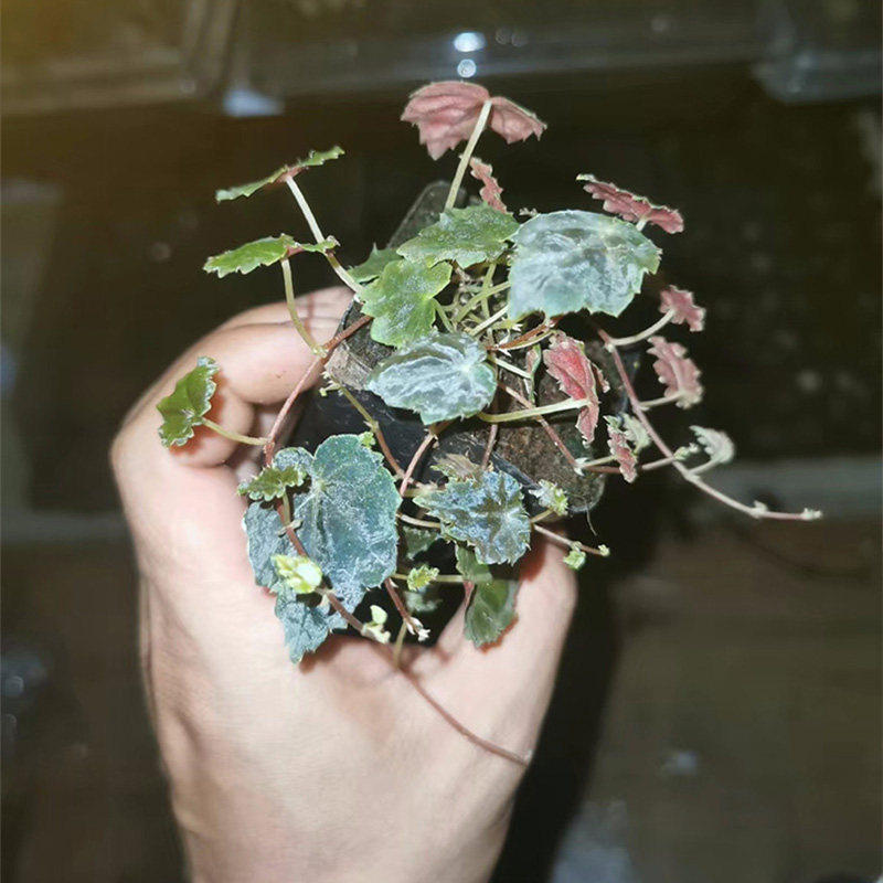 【青氧】迷你植物绿植蜂斗草厄瓜多尔秋海棠雨林缸小型爬藤热值