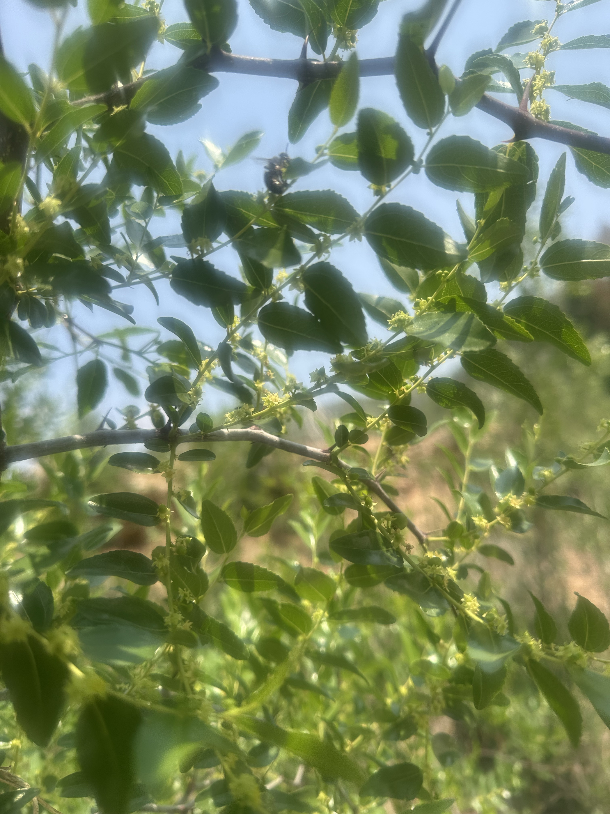 假一赔十纯天然野生酸枣蜜