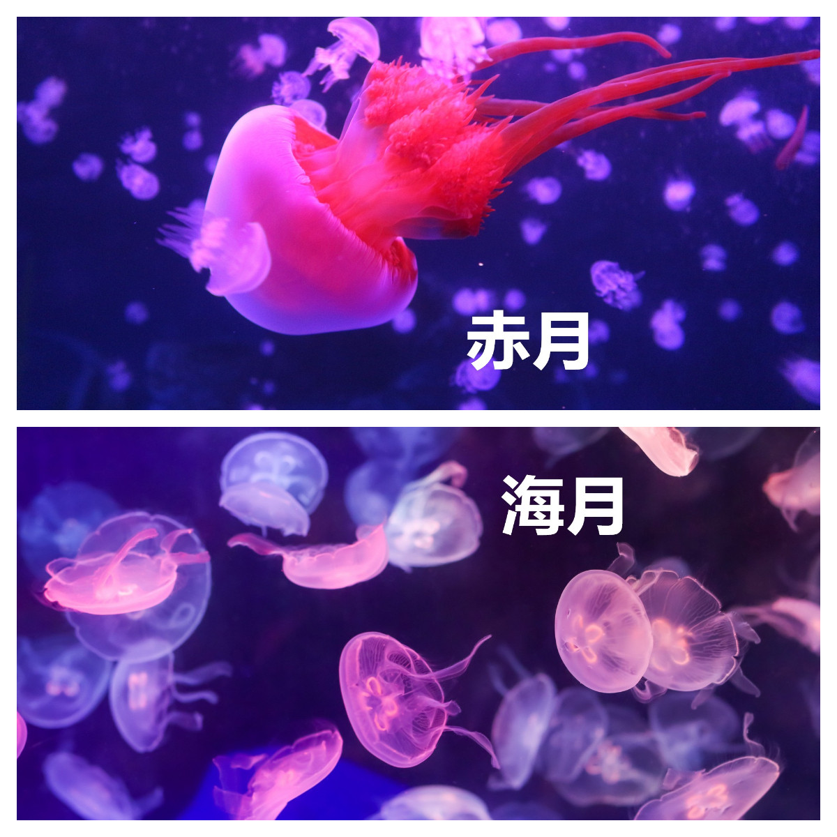 量大点这里海月赤月水母摆摊活体活物宠物不搞价不包邮偏远地不发