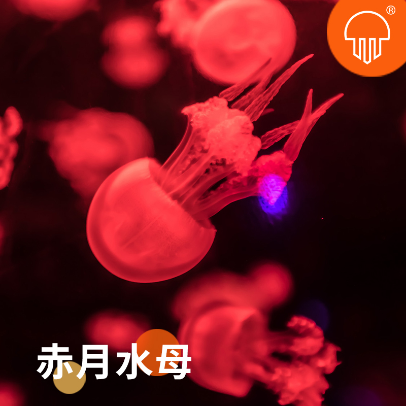 大赤水母活物包邮宠物赤月小水母