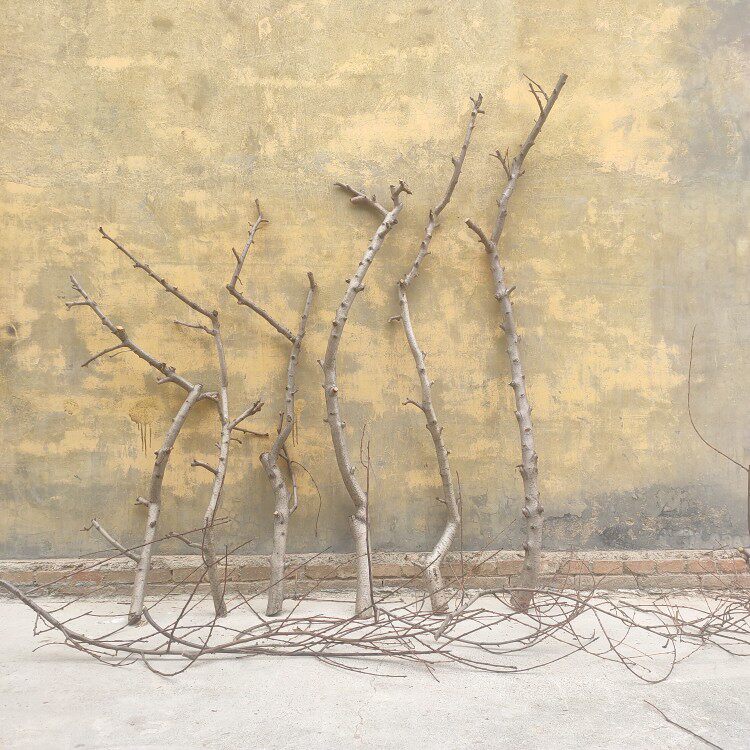 干树枝树干造型树枝树杈树干桃树支桃木树干橱窗隔断造景摆件客厅