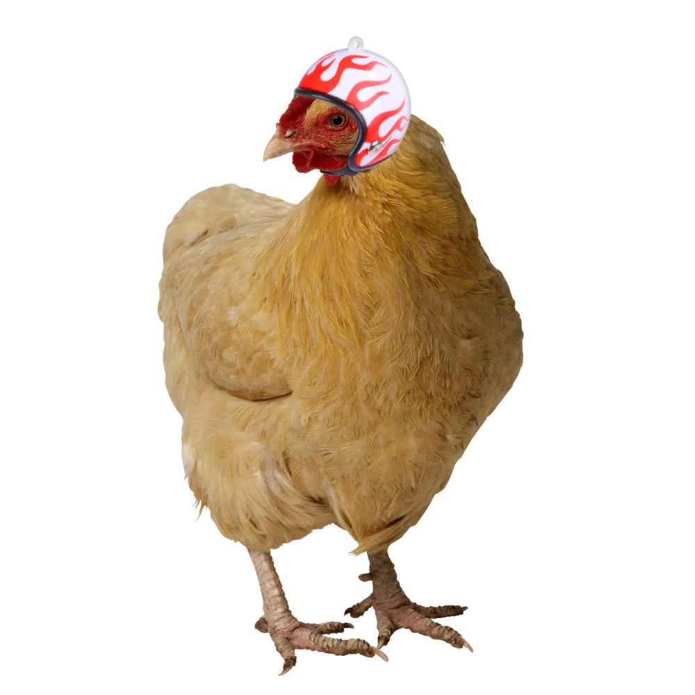 鹦鹉头盔搞笑安全帽保护鸟头饰头套创意宠物母鸡鸟类可爱帽子头套