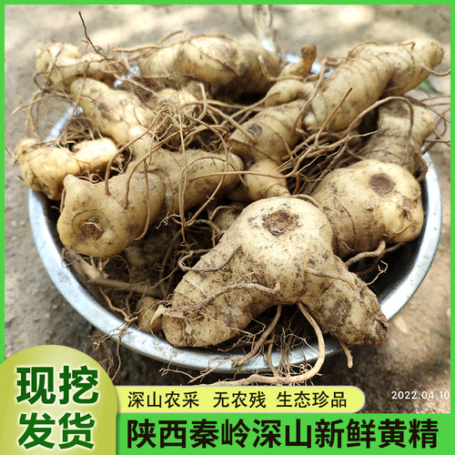 新鲜生黄精正品野鸡头参滇黄精现挖滋补中药材老虎姜泡酒料煮汤