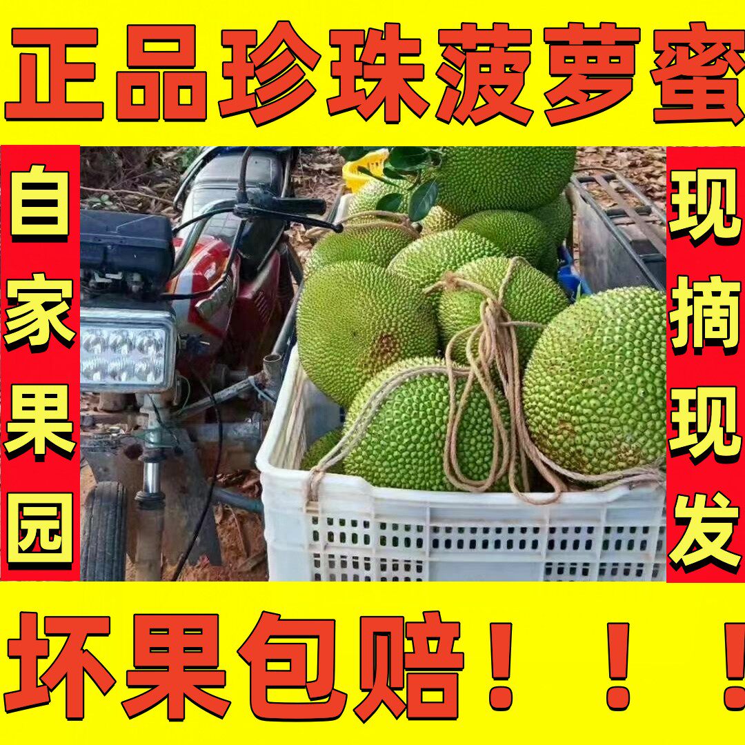 正品珍珠菠萝蜜 南方化州新安特菠萝蜜