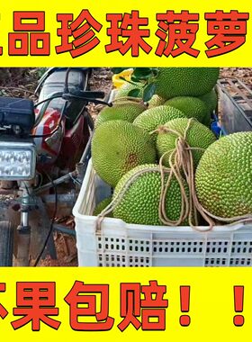 正品珍珠菠萝蜜 南方化州新安特产新鲜水果甜脆爽现摘现发 6斤起