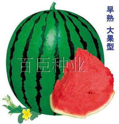 百臣厂家封装雷冠西瓜种子早熟薄皮大红瓤糖甜脆多汁