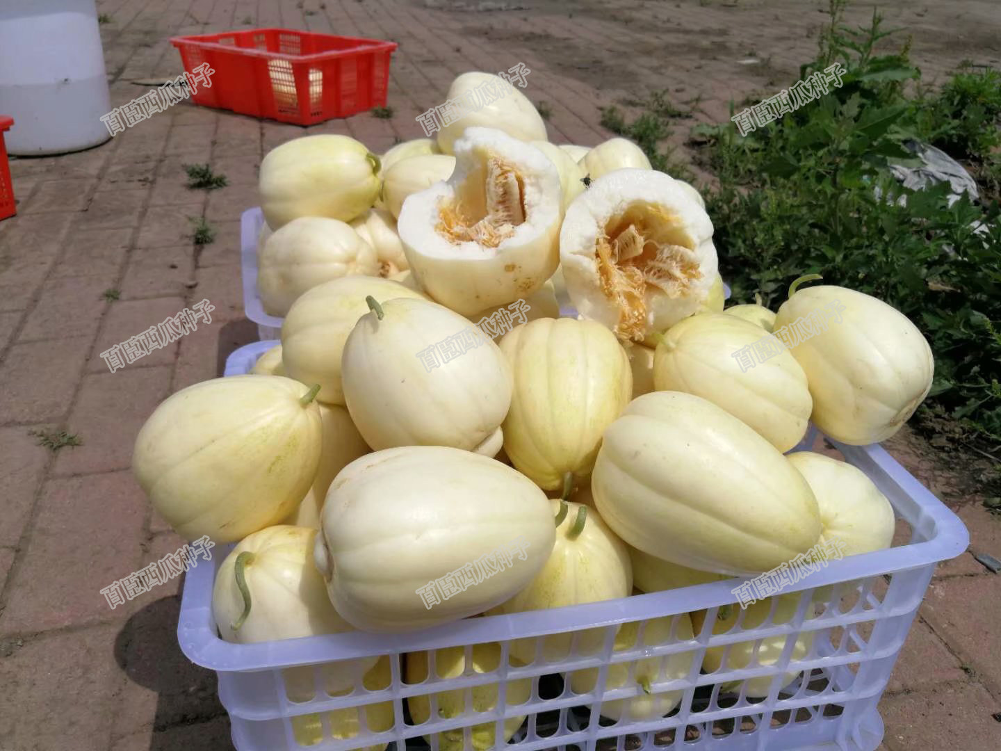 百臣新款馨甜香瓜种子抗病强口感脆甜甜薄皮耐运储