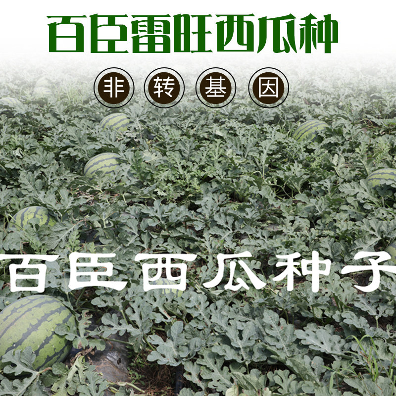 百臣新款雷旺早熟薄皮抗裂西瓜种子糖度高口感脆甜抗病红瓤耐运输