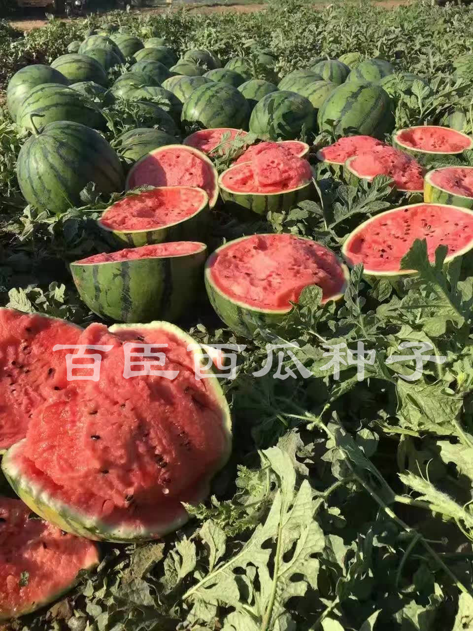 百臣甜喜西瓜种子抗病强耐储运薄皮大红瓤含糖高抗裂秧状热卖