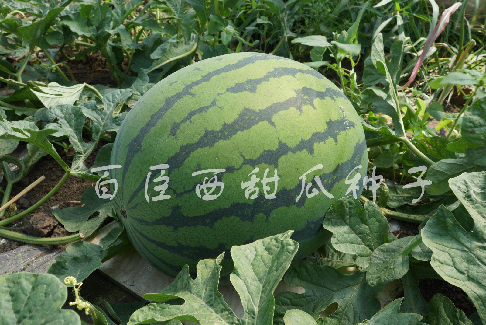 百臣雷福早熟西瓜种子糖度高露地