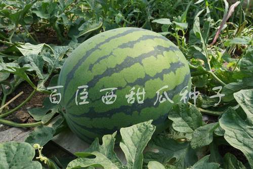 百臣雷福早熟西瓜种子糖度高露地