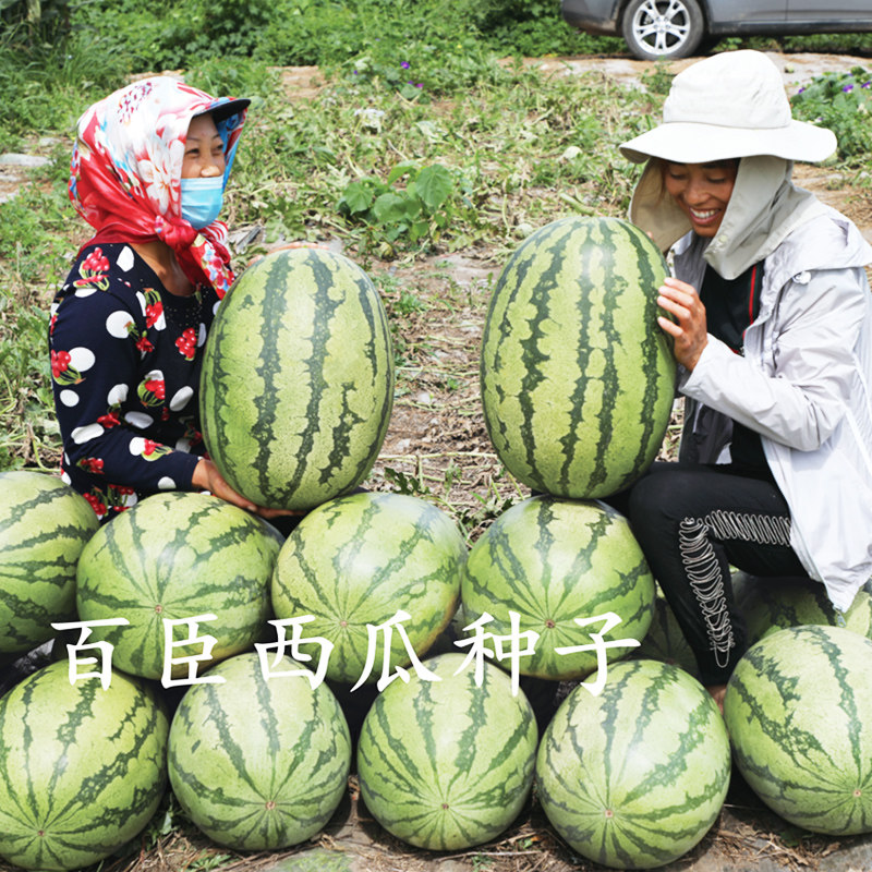 百臣飞龙十号西瓜种子特大抗病耐储运薄皮超长椭圆金城五号类