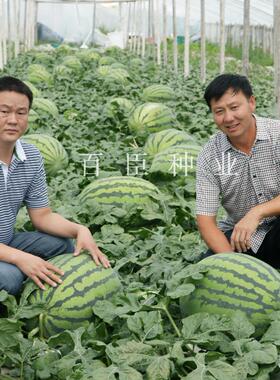 百臣雷首大果型口感甜脆西瓜种子厂家直销掌柜推荐