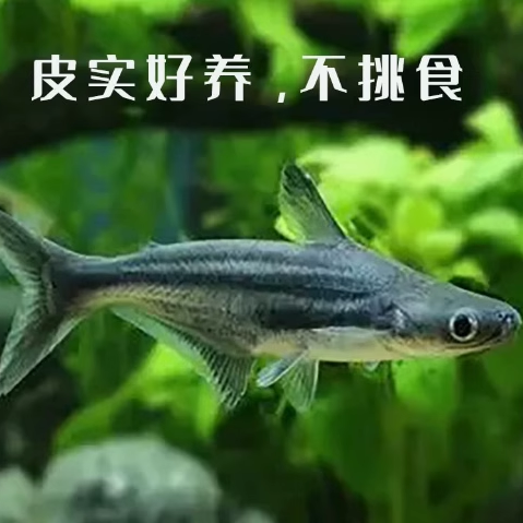 鲨鱼淡水白虎活体小蓝虎鲨热带白化宠物观赏鱼热带鱼大型虎头配鱼