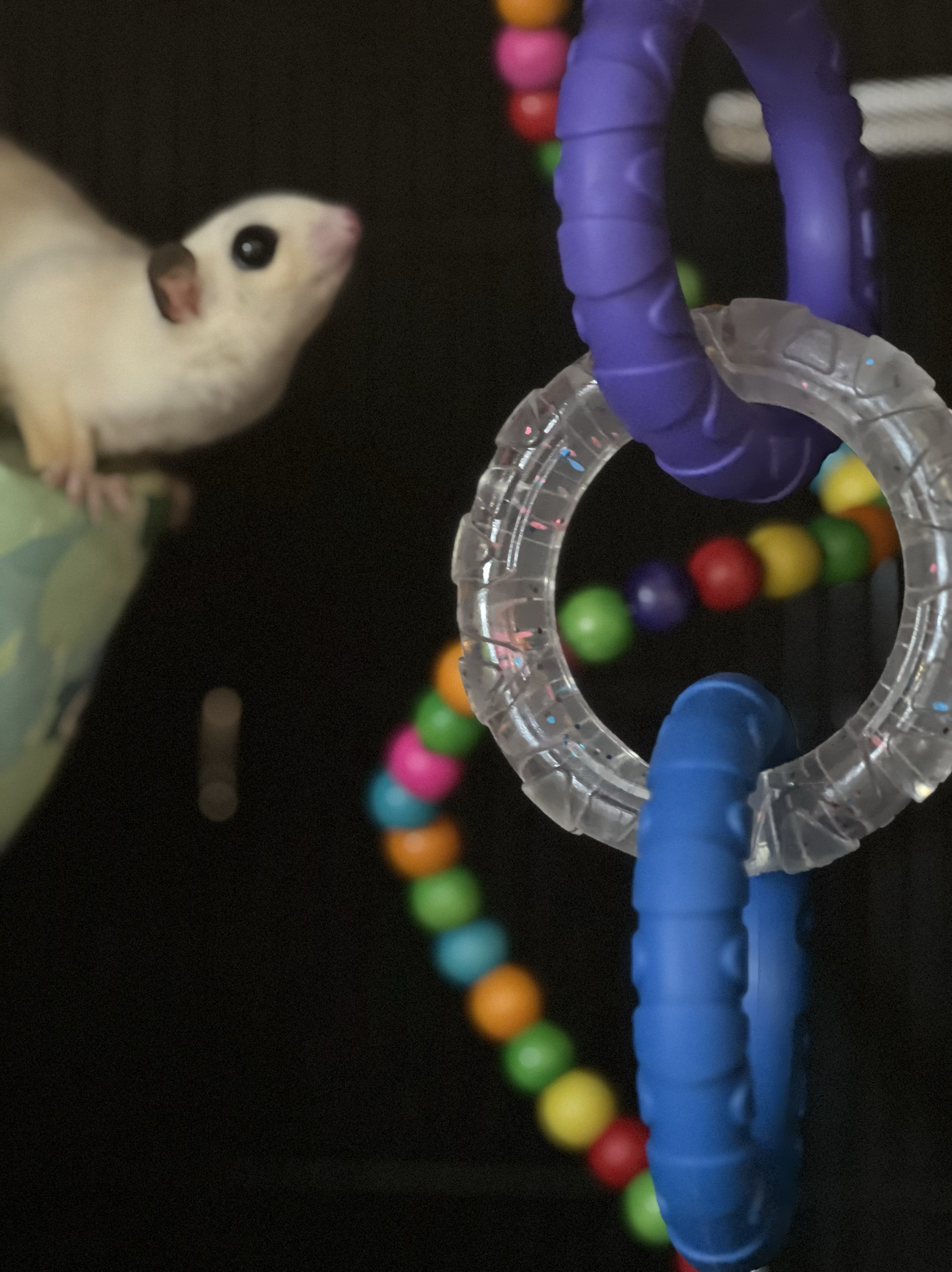 蜜袋鼯玩具洁齿耐咬解闷陪伴神器宠物玩具,宠物/宠物食品及用品,鸟玩具,淘宝优惠券,粉丝福利购,淘宝优惠卷