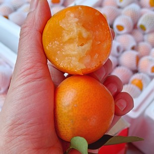 尤溪管前金桔新鲜当季水果福建尤溪管前正宗橘子5斤装非广西脆蜜