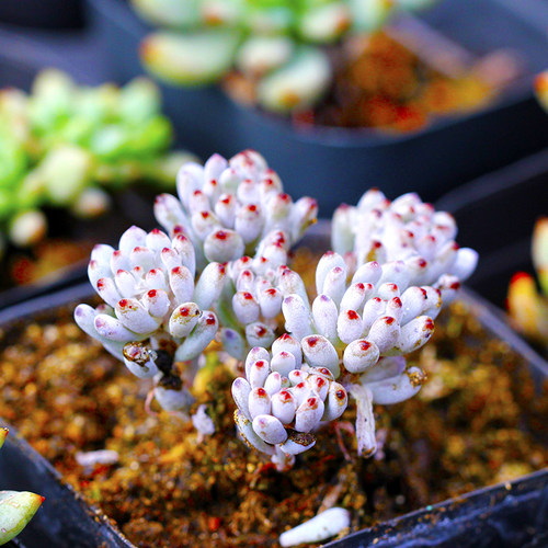 多肉植物蓝豆质量怎么样 多肉植物蓝豆口碑怎么样 小麦优选 多肉植物蓝豆质量怎么样 多肉植物蓝豆口碑怎么样 小麦优选