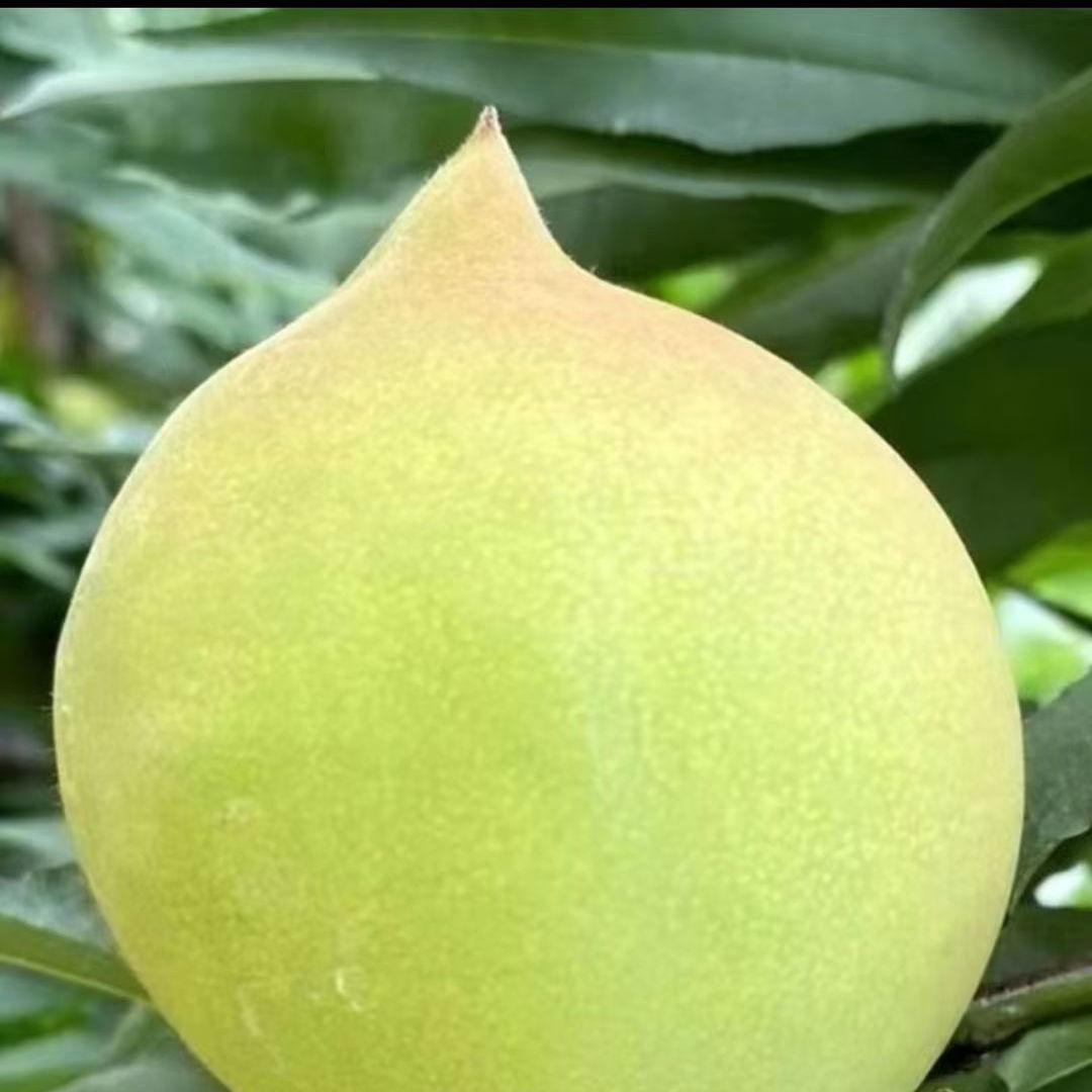 应季水果桃子青皮脆甜新鲜水果鹰嘴桃新鲜水果整箱现摘现发精品果