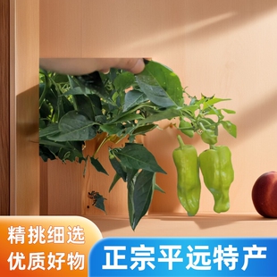 士辣椒新鲜白辣椒梅州平远特产白皮土青椒正宗平远特产新鲜现摘