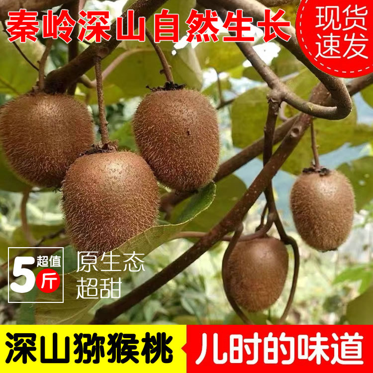 现摘新鲜秦岭猕猴桃新鲜水果