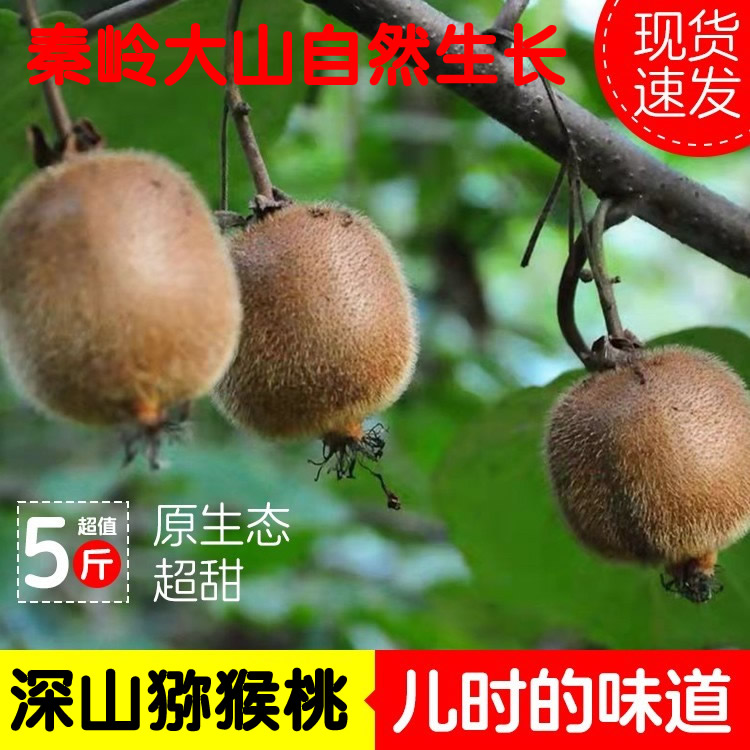 2026现货秦岭山区绿心猕猴桃