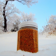 活性野生黄柏花粉天然食用蜂花粉无需破壁非养殖的松花粉油菜花粉