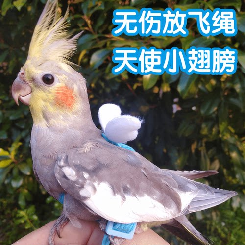 鸟飞行背带超轻不伤脚玄风飞行绳