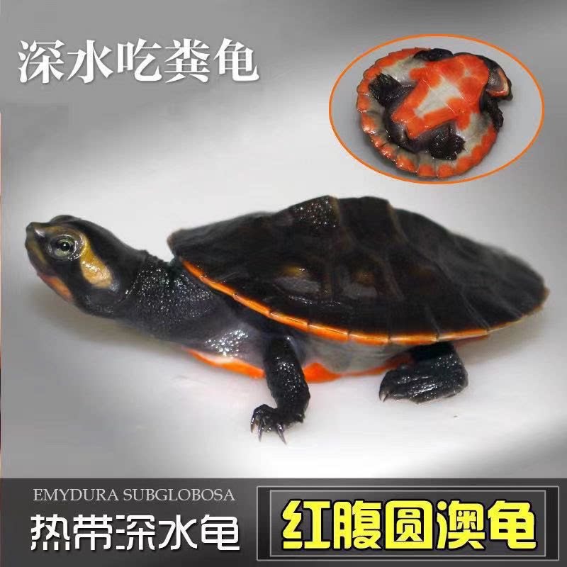 深水混养圆澳龟圆奥活体红纹曲颈吃垃圾鱼粪便玩具清洁乌龟清道夫