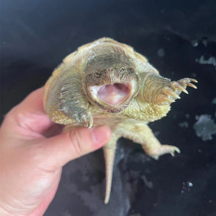 纯佛爆刺佛鳄小鳄龟苗便宜活物大乌龟食用鳄鱼龟幼苗草龟鳄龟巴西