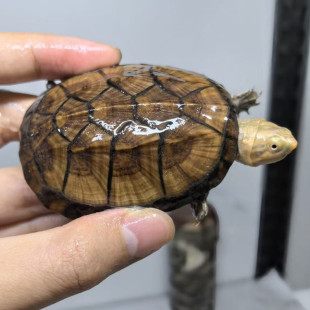 红面蛋龟龟苗乌龟鱼缸宠物观赏活体深水龟红面龟蛋发色粮麝香龟