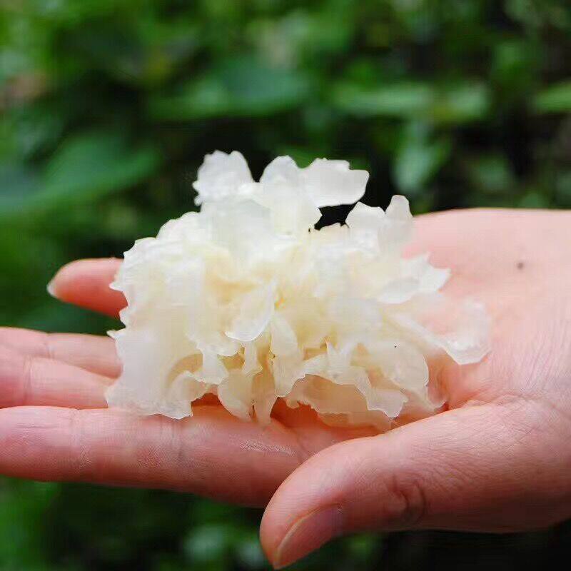 【包邮】湘西大山野生银耳/雪耳黄色白木耳 入口即化糯香爽滑干货