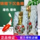 一品红九鼎玩主下沉鱼粮金鱼沉底鱼食下沉型锦鲤鱼饲料高蛋白鱼粮