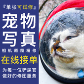 2026马年宠物写真底片精修 猫狗照片专业单反拍摄P图 工作室修图