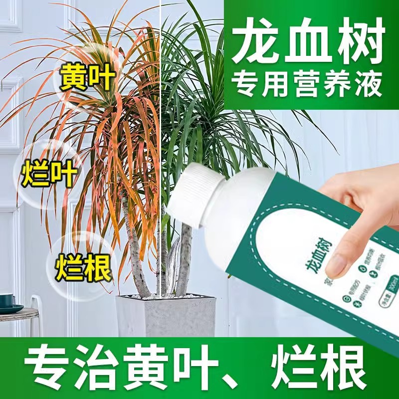 拍1发5龙须树专用营养液龙血树再生剂发财树营养土壤活化剂生根液
