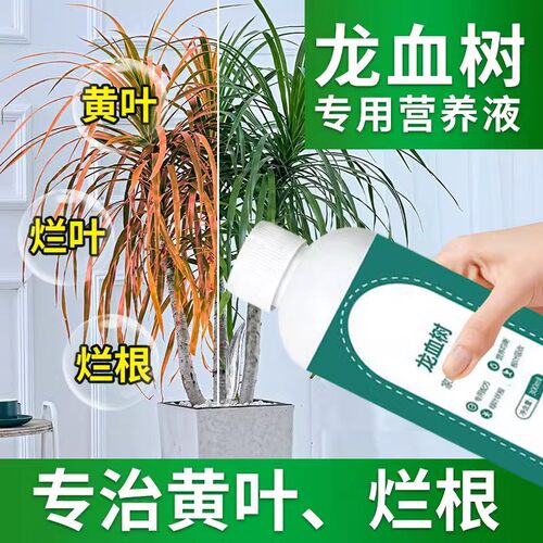 拍1发5龙须树专用营养液龙血树再生剂发财树营养土壤活化剂生根液