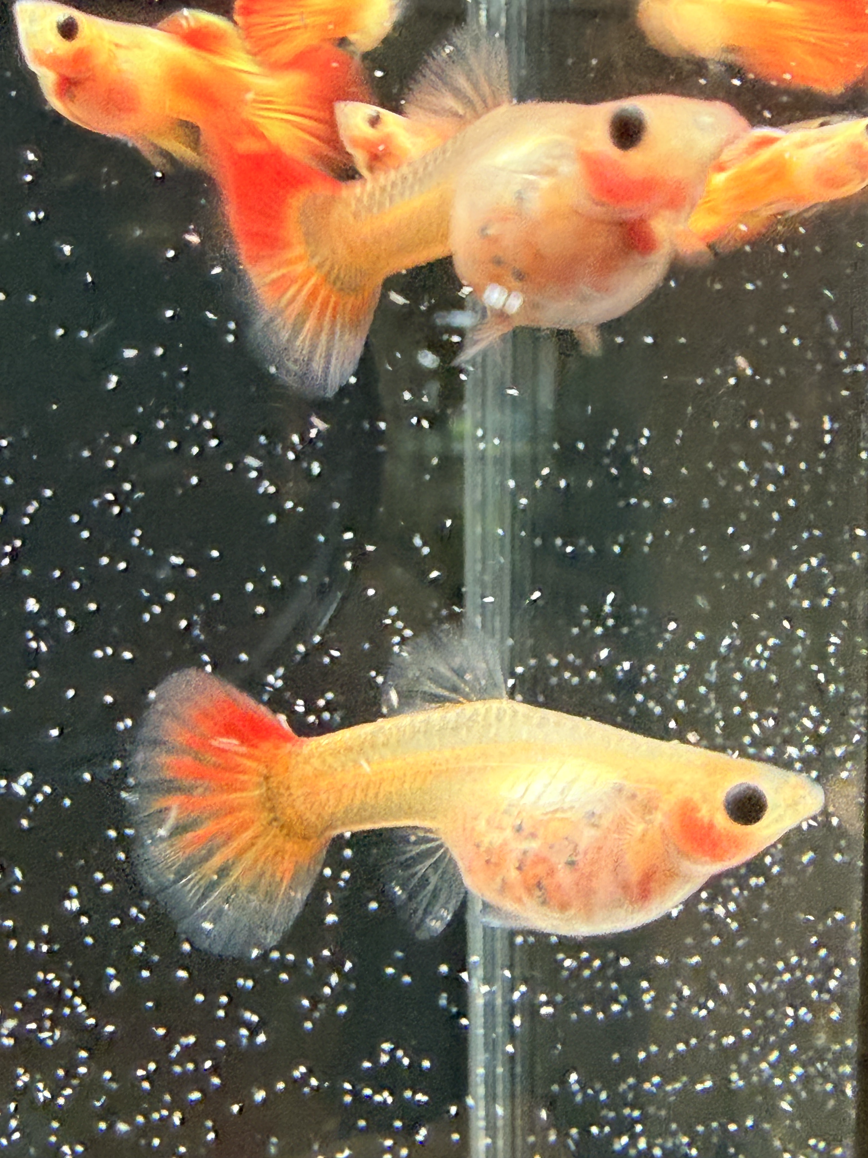 高端精品孔雀鱼皇家落日玻璃猫球太阳纹(请阅读宝贝描述)