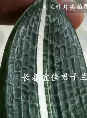 长春精品君子兰彩兰黑龙墨彩麻脸油匠彩瓷白一线天出门白盆栽花卉