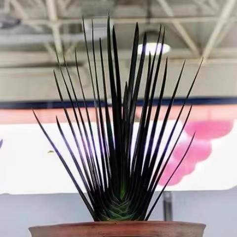 麻脸精品君子兰立板小苗中华利剑油匠短客厅卧室花卉观叶常青绿植