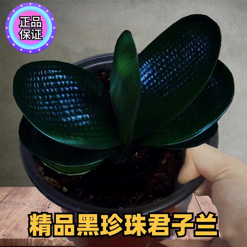 东北国宝级名贵特级君子兰盆栽黑珍珠麻脸精品小苗圆头短宽叶和尚