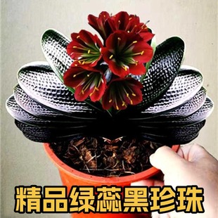 东北精品君子兰 高端宽短叶绿蕊黑珍珠 元宝和尚坑纹油匠花卉小苗