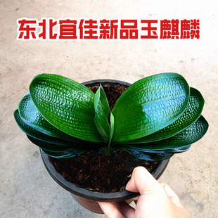 东北名贵国宝级精品玉麒麟君子兰短宽叶特级盆栽元宝麻脸油匠苗