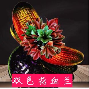 长春精品名贵君子兰黄金豆血兰黄体珍珠麻脸圆头和尚短叶四季花卉