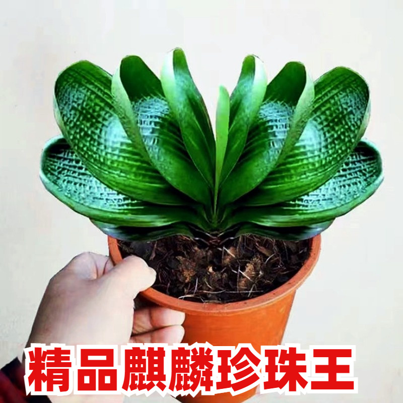 东北精品君子兰麻脸麒麟珍珠王宽短叶圆头油匠和尚小苗花卉盆栽