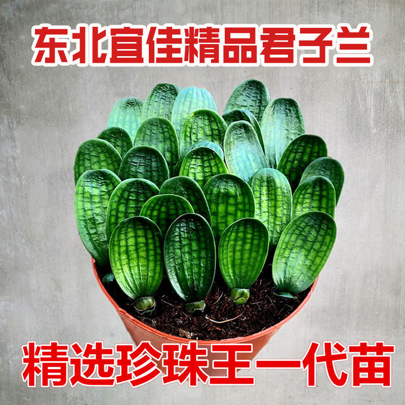 东北名贵精选君子兰 国宝级珍珠王一号子代苗 宽圆头蜡膜花脸麻脸