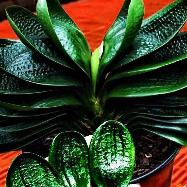 东北精品君子兰莲花座珍珠麻王油匠宽叶圆叶短叶虎头对版发货