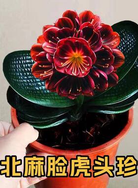 东北精品君子兰高端虎头珍珠宽短叶圆头坑纹麻脸粗筋油匠和尚小苗