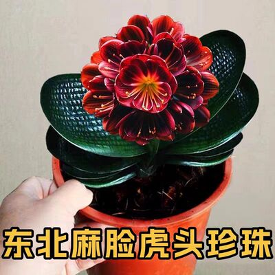 东北精品君子兰高端虎头珍珠宽短叶圆头坑纹麻脸粗筋油匠和尚小苗