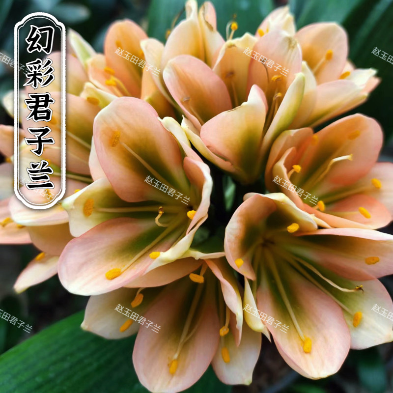 东北精品君子兰粉色幻彩盆栽油匠圆头和尚绿植名贵短叶小苗花卉