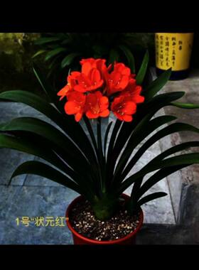 观叶植物室内比利时君子兰花色
